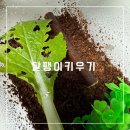 반려동물 달팽이 집에서 키우기 달팽이집
