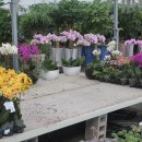 금호농원 이미지