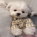 봄강아지