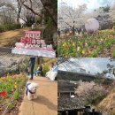 천국자원 | 연희숲속쉼터 봄꽃 명소 후기_서울 도심 속 숨겨진 튤립 천국 (홍제폭포 코스 추천)
