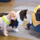 고마워강아지 이미지