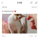 선우정아 고양이 이노래 멜론 댓글창 개기여움 이미지