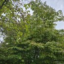 산딸낭 Daum카페