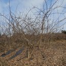 2025.12.02.뽕나무 이미지