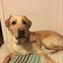 내가할개 이미지