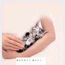 이쁜멍멍이 이미지