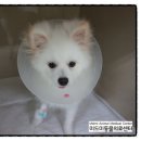 미드미동물병원 네이버블로그