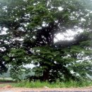 목포북교초등학교 느티나무 이미지