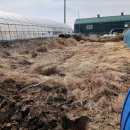 품종을 선택하는 토란 판매합니다 이미지