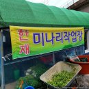 한재천 | 청도 한재 미나리 삼겹살 비닐하우스와 전문 식당 이용해본 후기 비교