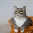 동현24시동물병원 이미지