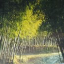 무지개파 보라....담양 대나무 숲(테마 공원) 이미지