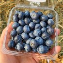 블루베리 이미지