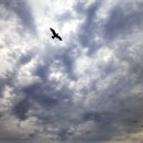 부산갈매기 이미지