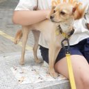 미소애견 미용실 이미지