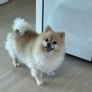 까비네펫살롱 이미지