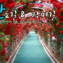 장미길 이미지