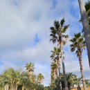 대포김밥 | 제주 6박 7일 뚜벅이 여행 ㅣ 3일차 ① ㅣ 중문 대포주상절리 - 대평리 박수기정 - 카페 루시아