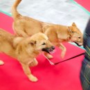 다은 카카오 검색결과