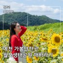 하남초(해바라기공원1) | 경북 해바라기 명소 월포 생태공원 예천 가볼 만한 곳