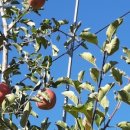 자운농장 이미지