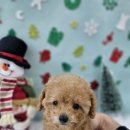 청주강아지분양 애견입양 애견미용 바른펫 이미지