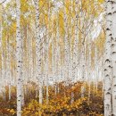 자작나무 이미지