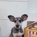 슈나애견미용 이미지