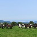 초지축산 이미지