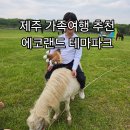 테마와 하루(농어촌 체험) | 제주가족여행 추천 제주 에코랜드테마파크 알파카 흑비양 체험 아이와방문후기