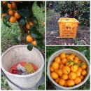 오부자농장 이미지