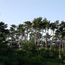 두바다찬솔 이미지