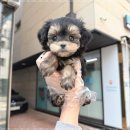 연경동물병원 | 분당강아지분양 몰키 특별한 반려견