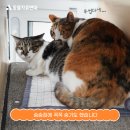 동물자유연대 부속 동물병원 이미지