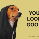 몰리스펫샵 스타필드 고양점 펫뷰티 이미지