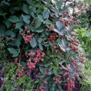 고담농장 이미지