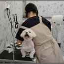 서면애견미용 맘바이 강아지 미용실 이미지