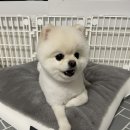 살롱드뚜뚜 이미지