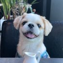 포포유 | [여의도강아지동반식당 추천] 포포유IFC몰점 방문 후기