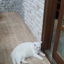 금강백반 이미지