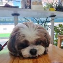 대현동물병원 이미지