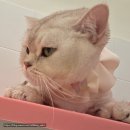 하늘캣 | [경북/안동]고양이 성향맞춤 무마취미용 캣블링_하늘이