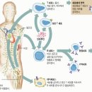 일반인이 말하는 면역력은 ‘컨디션’ 이미지