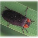 반딧불이의 기억 이미지