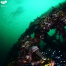 [부산 스킨스쿠버, 스쿠바, 잠수, NAUI] 다이빙 후 버블 생성에 대한 초음파 검사와 대진리조트 다이빙 이미지