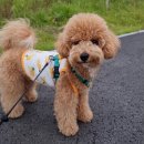 와니펫싸롱 이미지