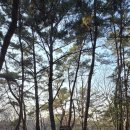 솔마루길 대공원산 이미지