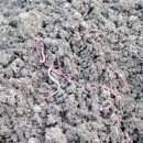 영농조합법인푸루른 이미지