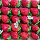 냉산쉼터 | [공지] #농촌 성인놀이터 딸기따고 농촌한끼 삼겹살 파티~#냉산쉼터 #구미딸기체험