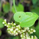 위장질환 및 스태미너에 좋은 마(산약 山藥) 이미지